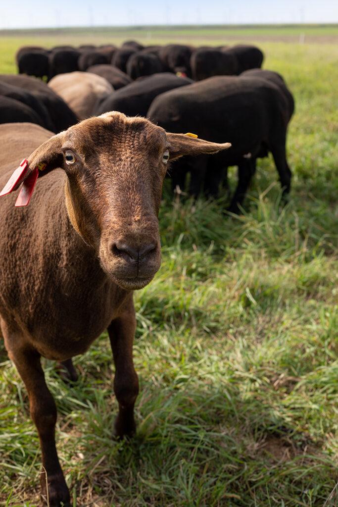 Jura Schafe in biologischer Landwirtschaft aufgezogen und gehalten